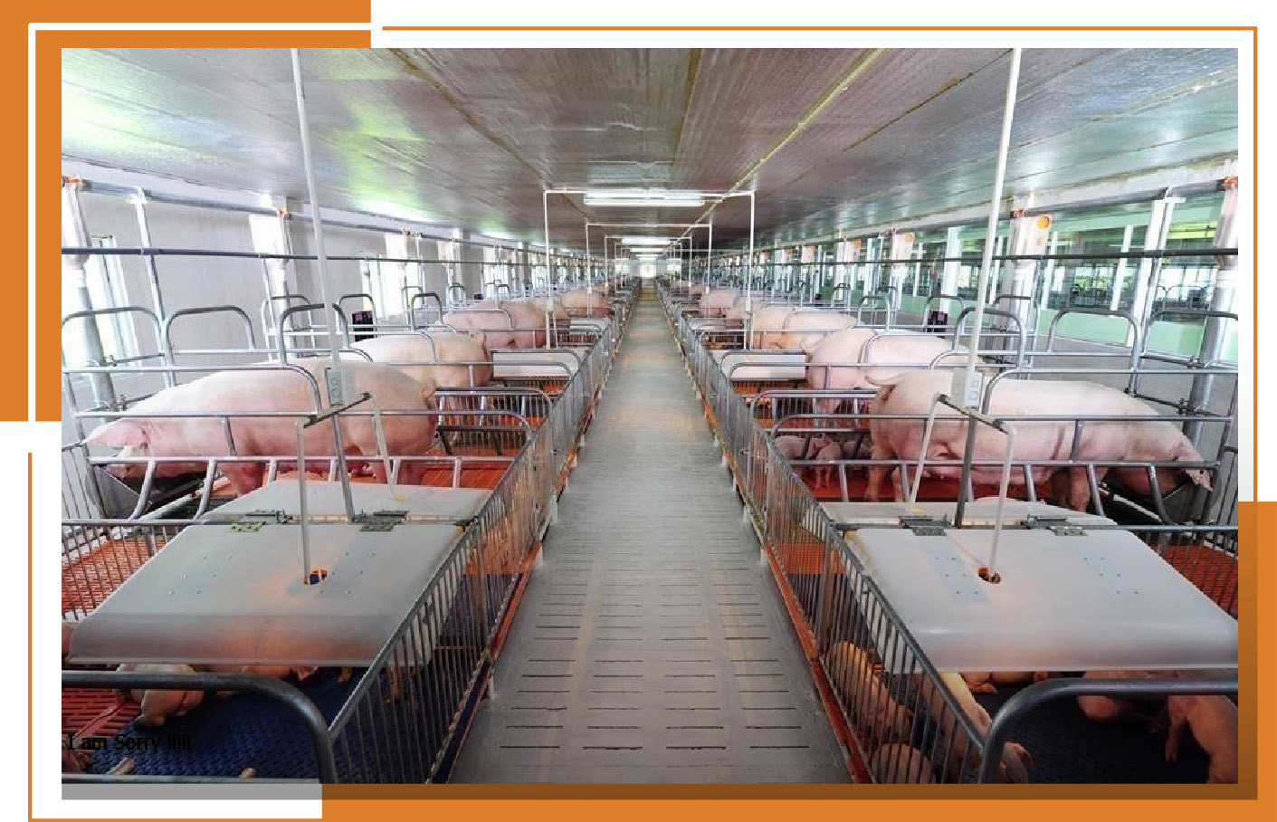 FROM AFRICAN SWINE FEVER TO SUSTAINABLE FARMING TECHNIQUE FOR VIETNAM