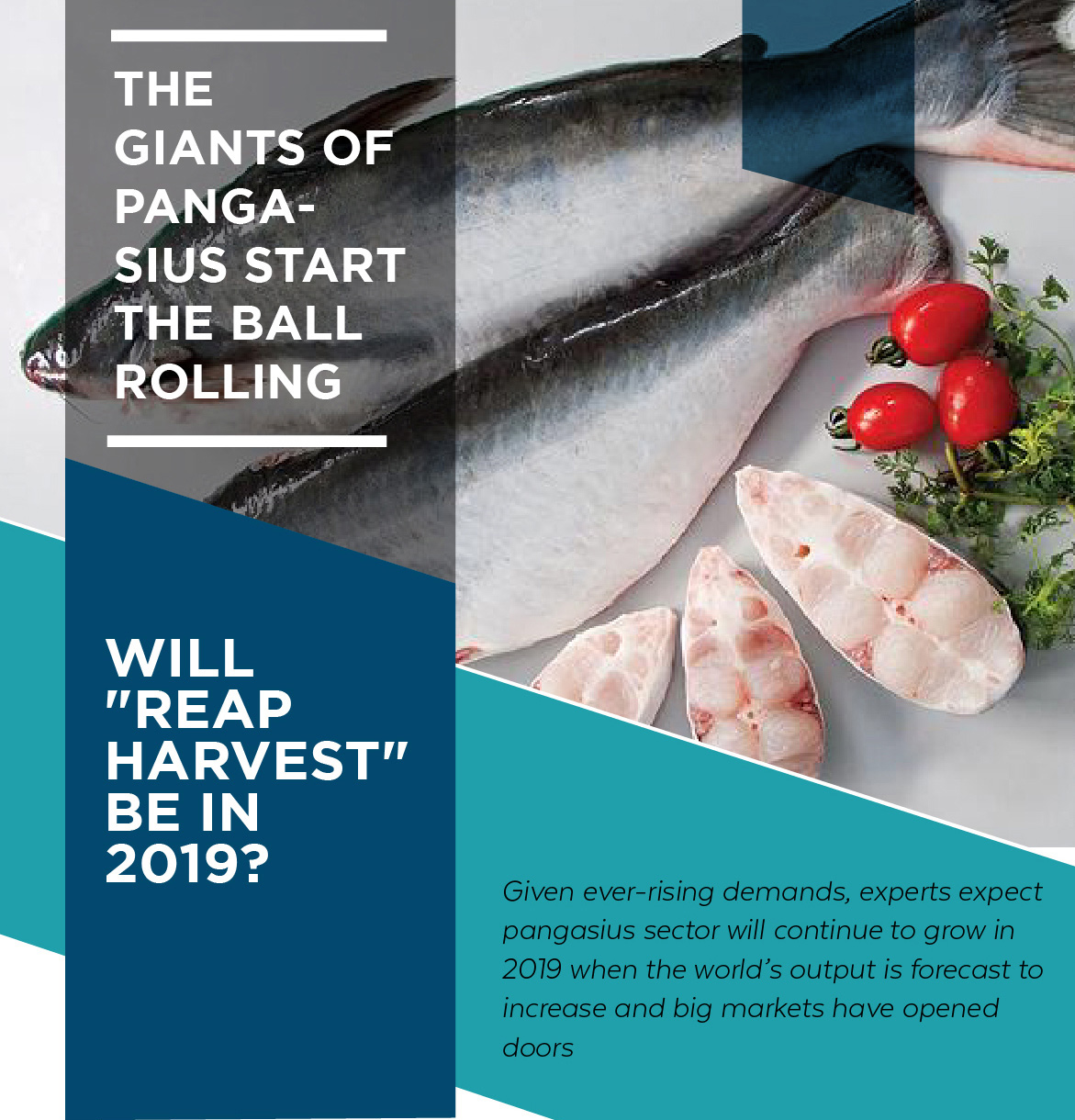 The Giants of panga – sius start the ball rolling will “reap harvest” be in 2019