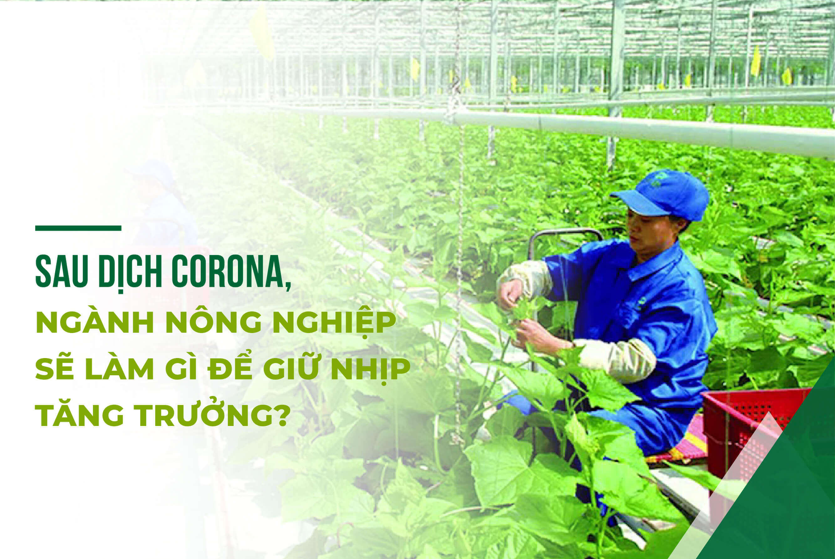 SAU DỊCH CORONA , NGÀNH NÔNG NGHIỆP SẼ LÀM GÌ ĐỂ GIỮ NHỊP TĂNG TRƯỞNG ?
