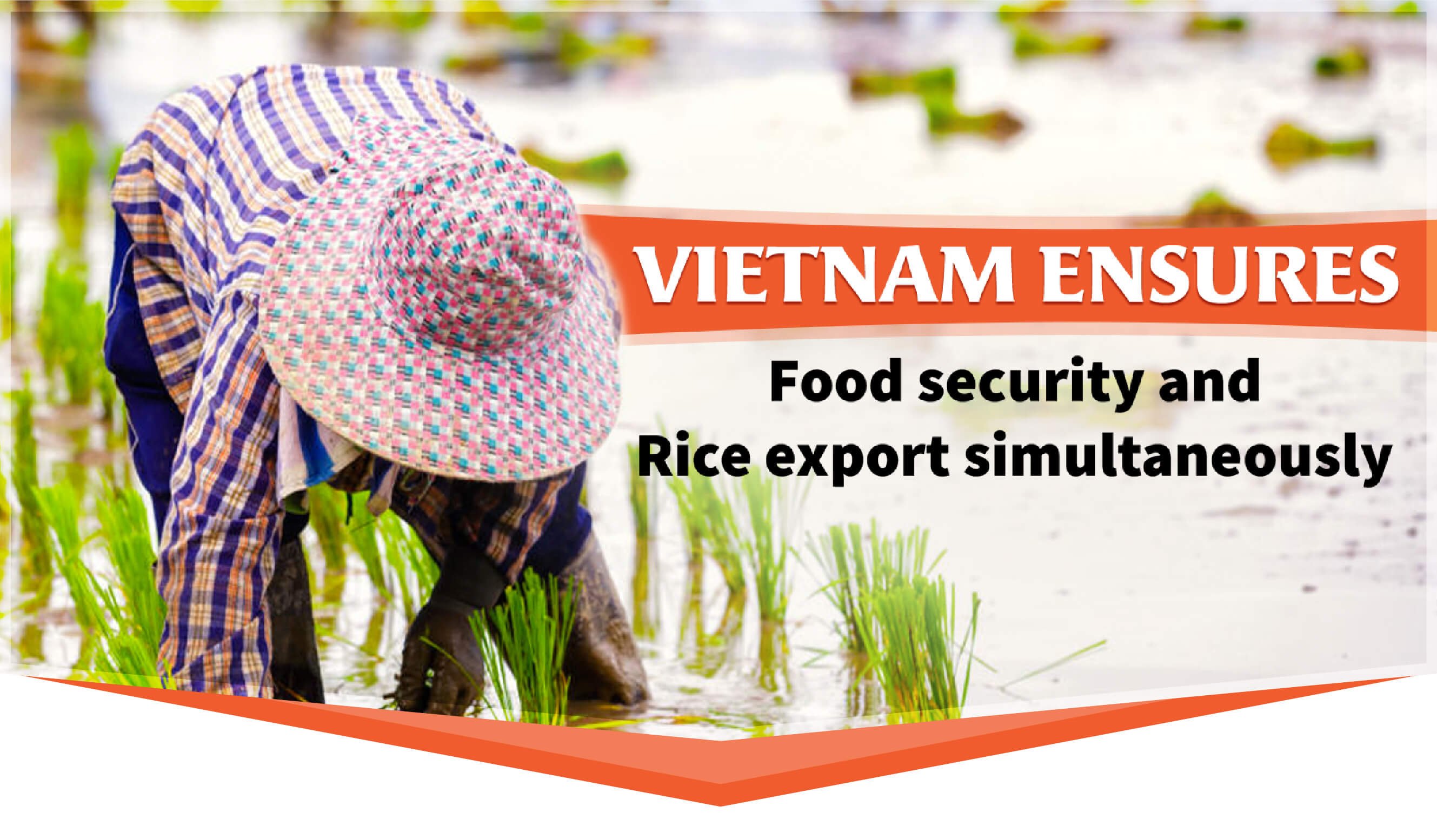VIETNAM ENSURES FOOD SECURITY AND RICE EXPORT SIMULTANEOUSLY