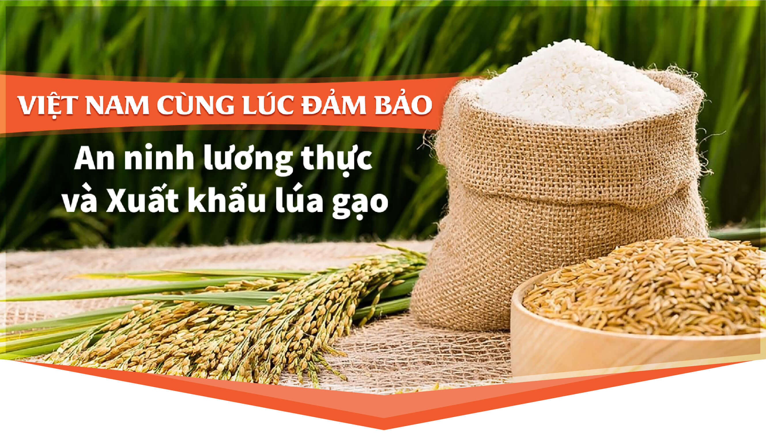 VIỆT NAM CÙNG LÚC ĐẢM BẢO ANH NINH LƯƠNG THỰC VÀ XUẤT KHẨU LÚA GẠO