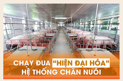 CHẠY ĐUA “HIỆN ĐẠI HÓA” HỆ THỐNG CHĂN NUÔI